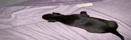 Dutch Shepherd dogs for sale: Harley - Ad 9