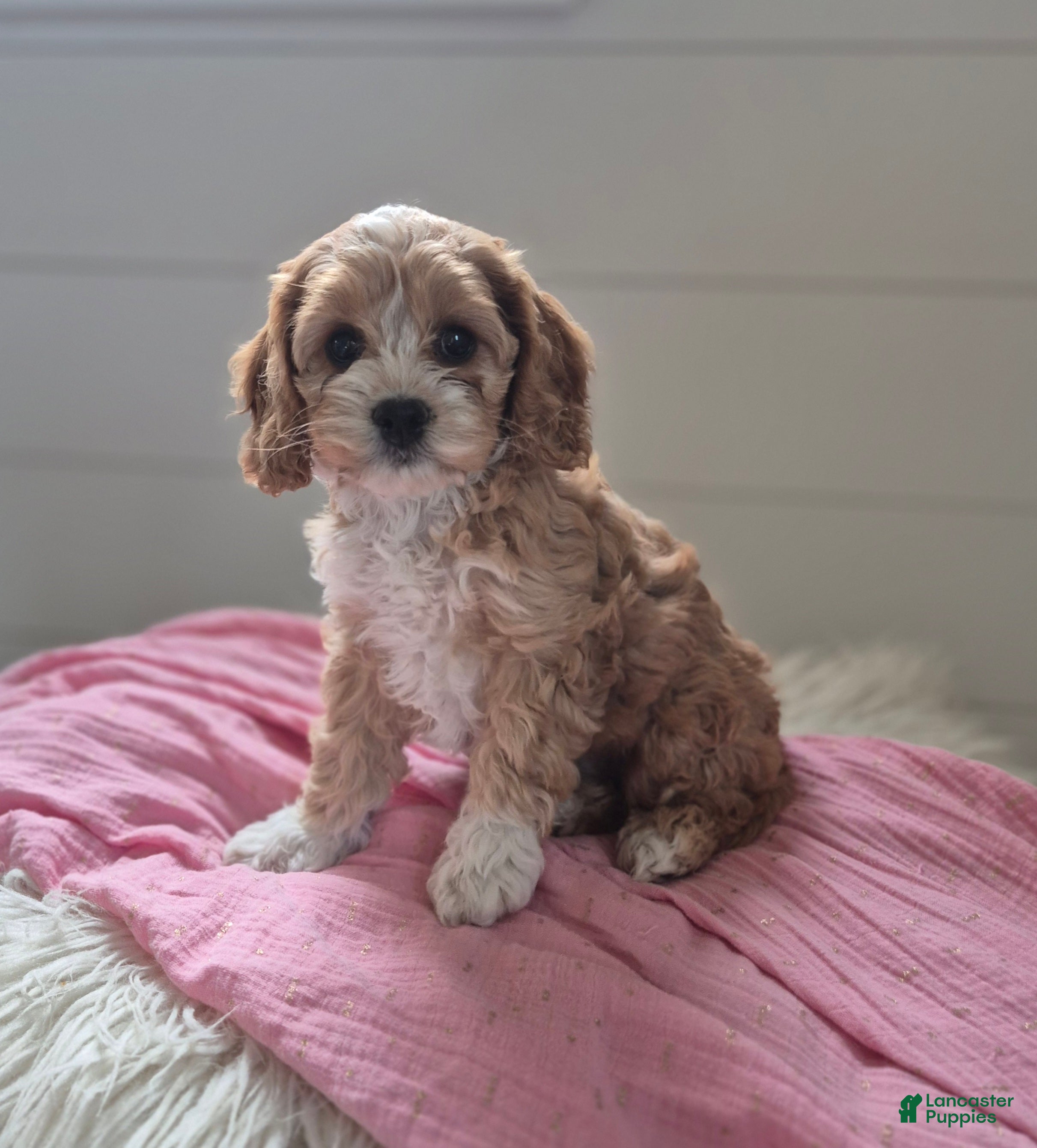 Cockapoo dogs Clara - Ad 2