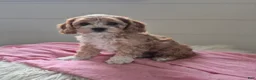Cockapoo dogs for sale: Clara - Ad 2
