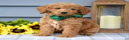 Goldendoodle dogs for sale: Finn - Ad 1