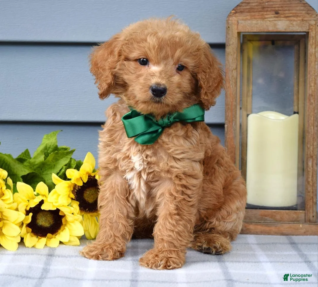Goldendoodle dogs for sale: Finn - Ad 1