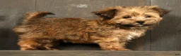 Havapoo dogs for sale: Missy - Ad 6