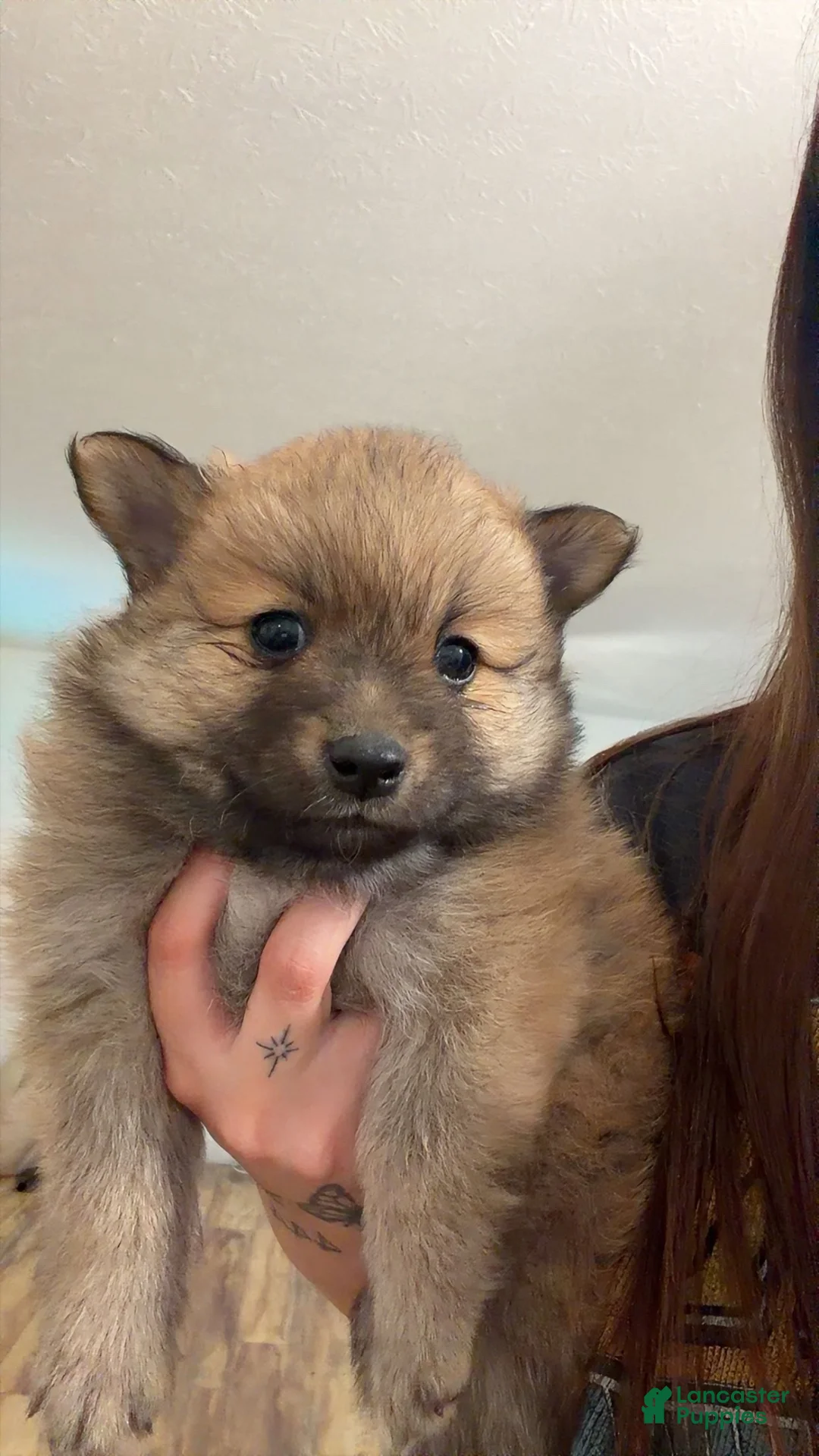Pomeranian dogs for sale: Pomeranian 2 - Ad 1