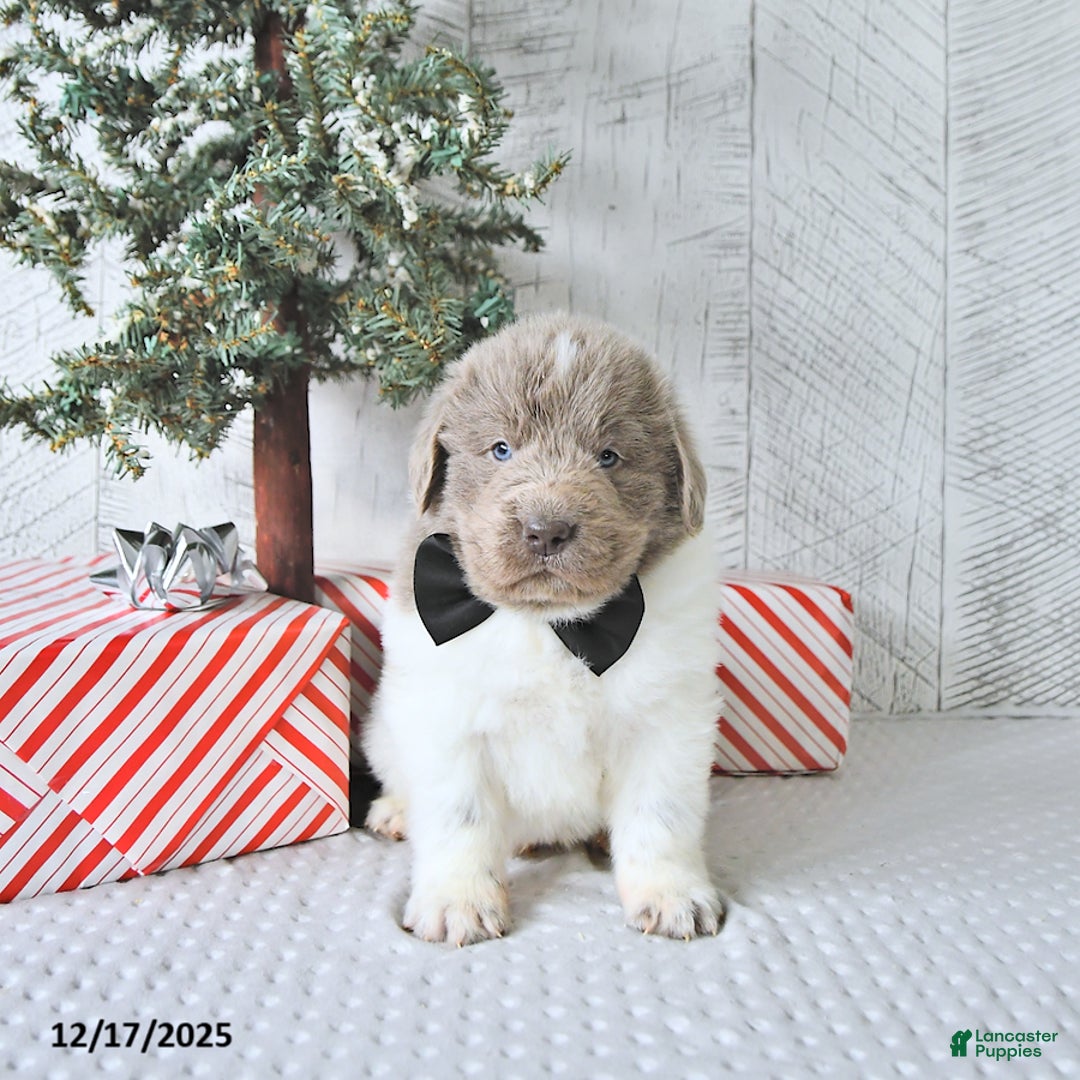 Newfoundland dogs for sale: Oliver - Ad 2