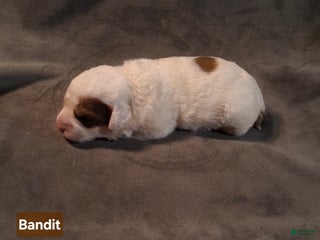 Mixed Breed dogs - Ad 12