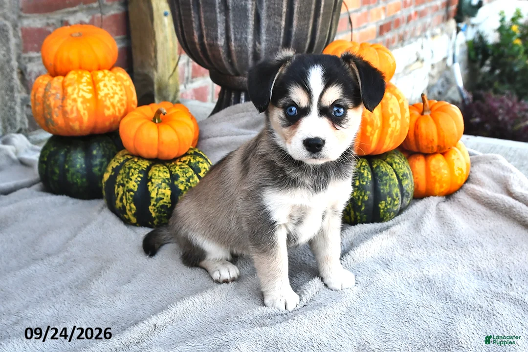 Mixed Breed dogs for sale: Sally - Ad 1