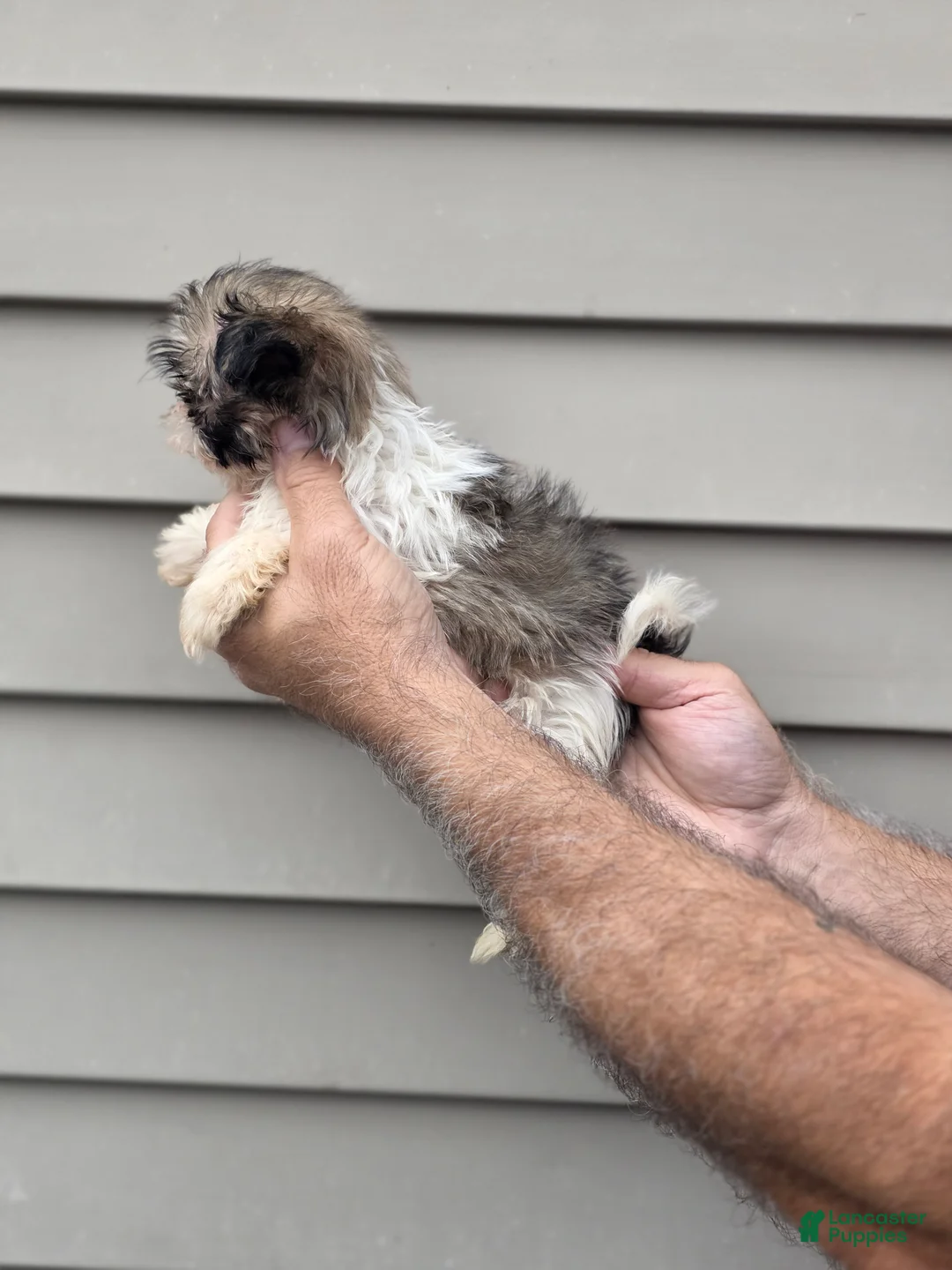 Shih Tzu dogs for sale: Patsy - Ad 3