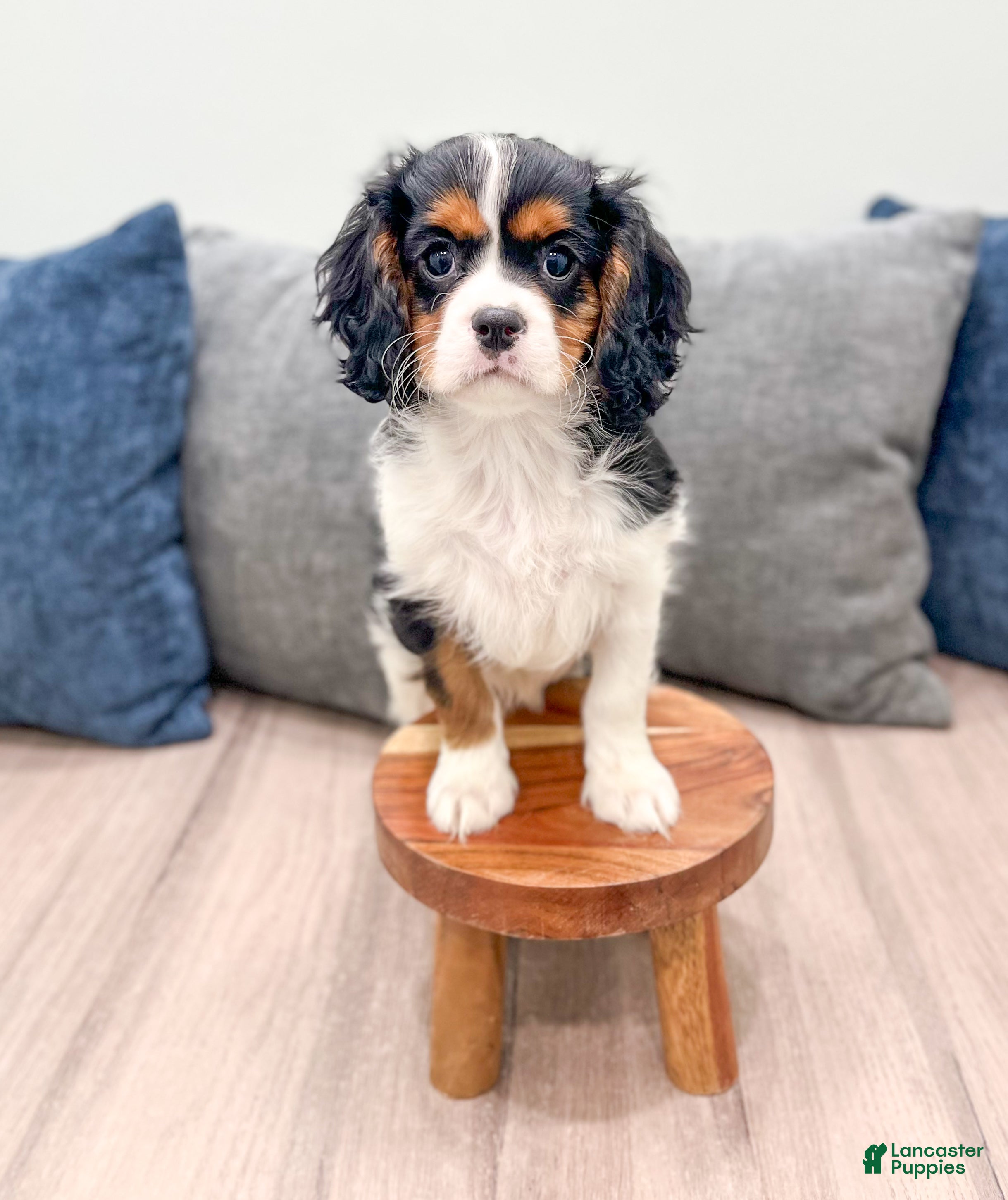Cavalier King Charles Spaniel dogs Duff - Ad 1