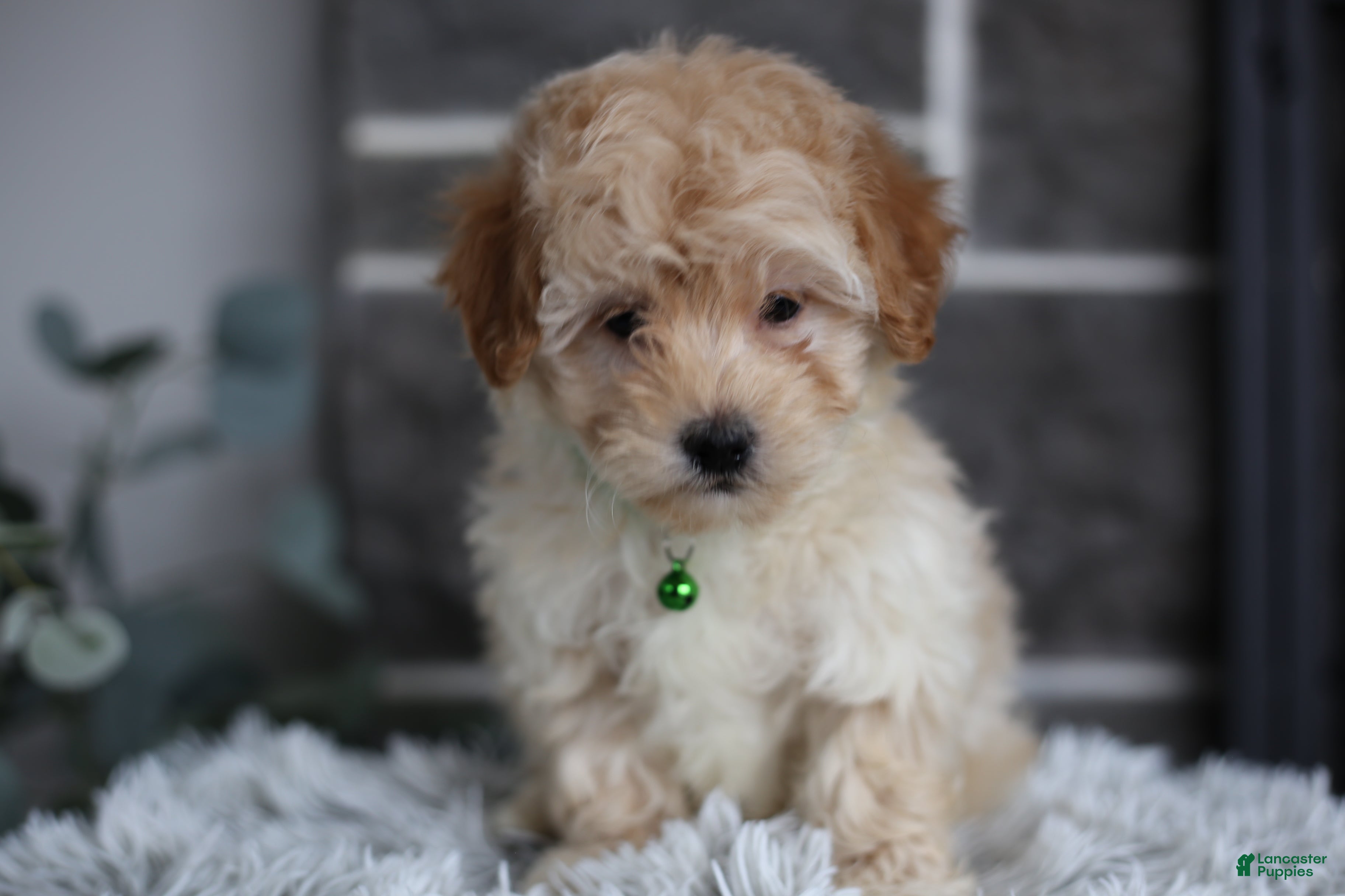 Maltipoo dogs Reese - Ad 2