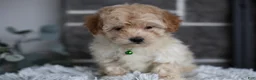 Maltipoo dogs for sale: Reese - Ad 2