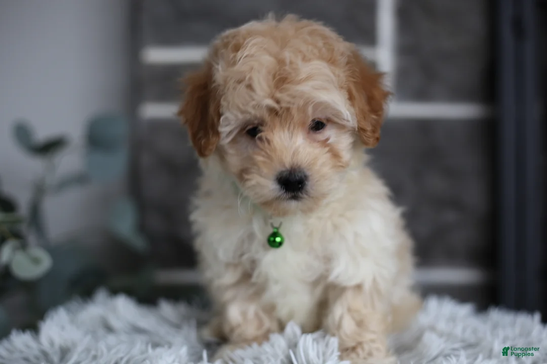 Maltipoo dogs for sale: Reese - Ad 2