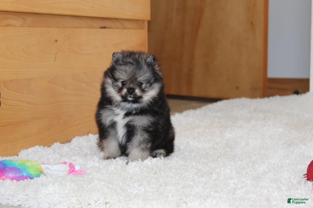 Pomeranian dogs for sale: Donald - Ad 1