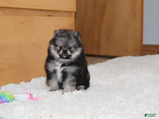 Pomeranian dogs for sale: Donald - Ad 2