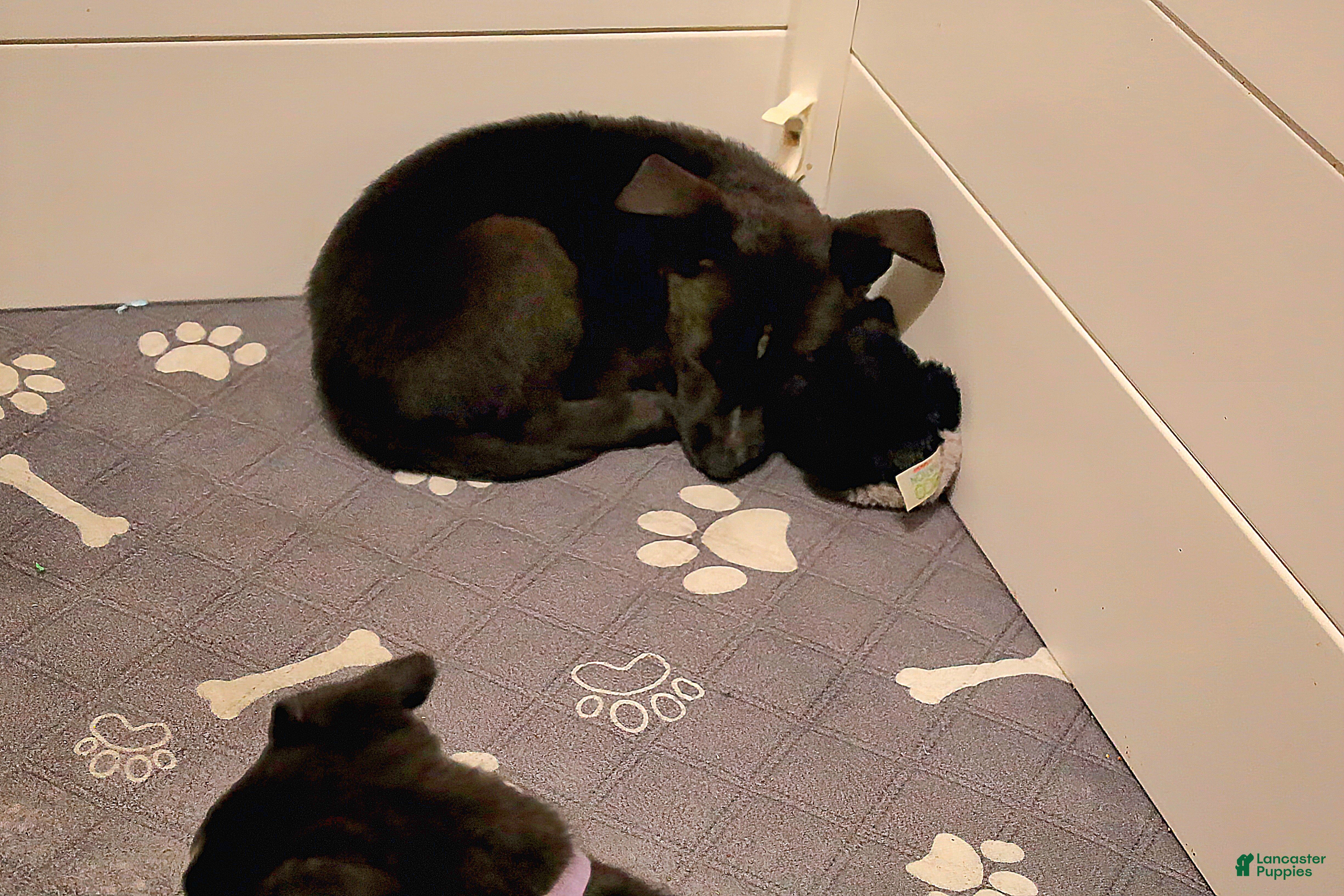 Mixed Breed dogs Nova - Ad 1