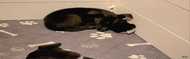 Nova