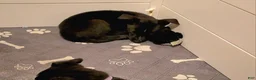 Mixed Breed dogs for sale: Nova - Ad 1