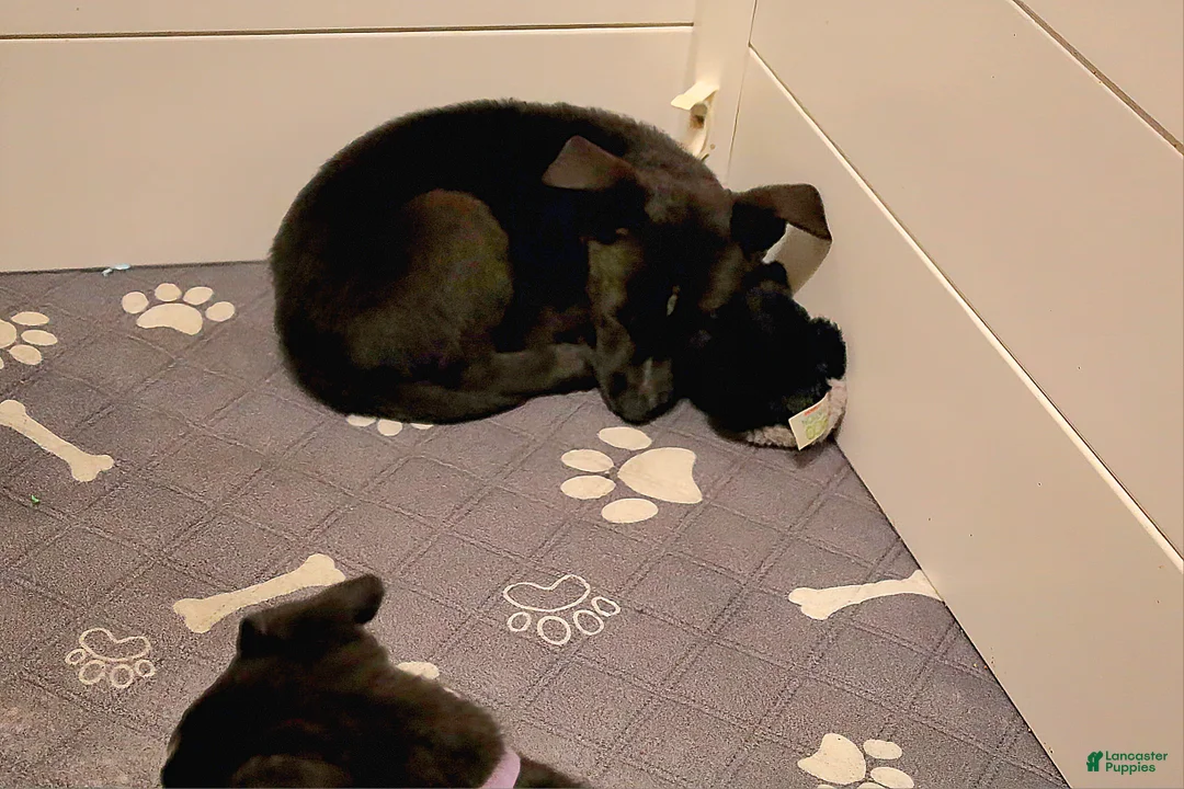 Mixed Breed dogs for sale: Nova - Ad 1