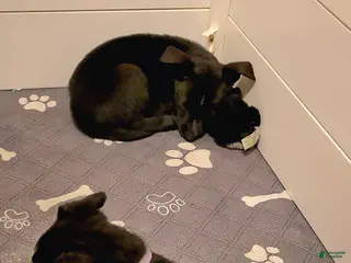 Mixed Breed dogs for sale: Nova - Ad 1
