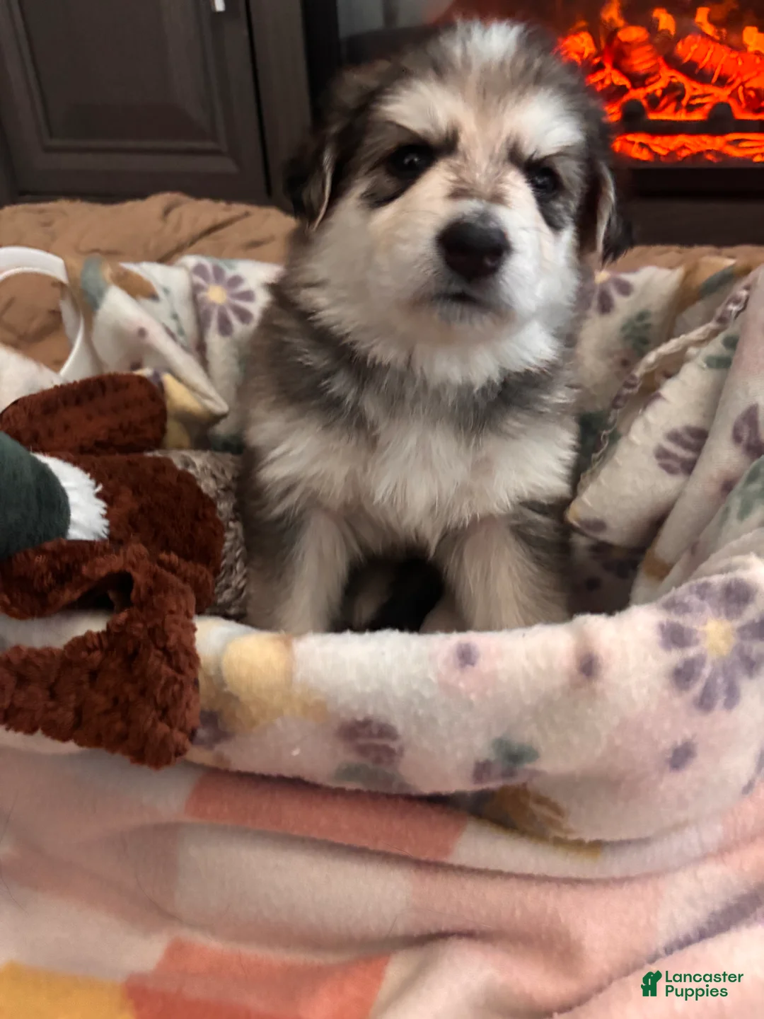 German Shepherd dogs for sale:  Puppy 5 - Ad 1