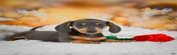 Miniature Dachshund dogs for sale: Dinah - Ad 4