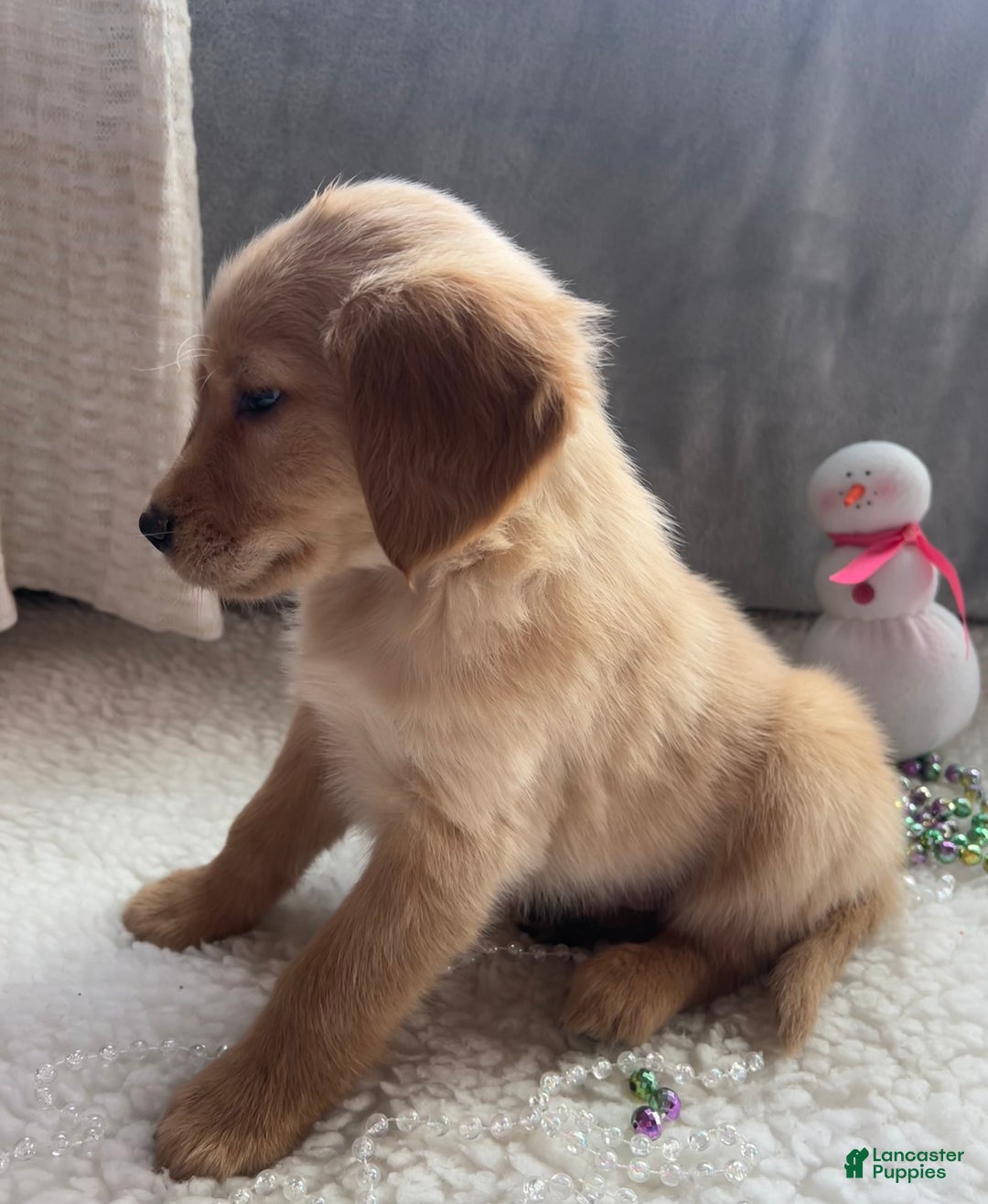 Golden Retriever dogs for sale: Remi - Ad 3