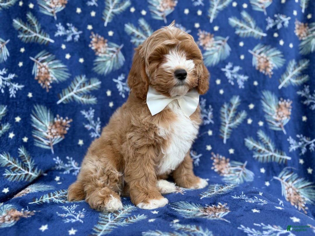 Cockapoo dogs for sale: Boots - Ad 3