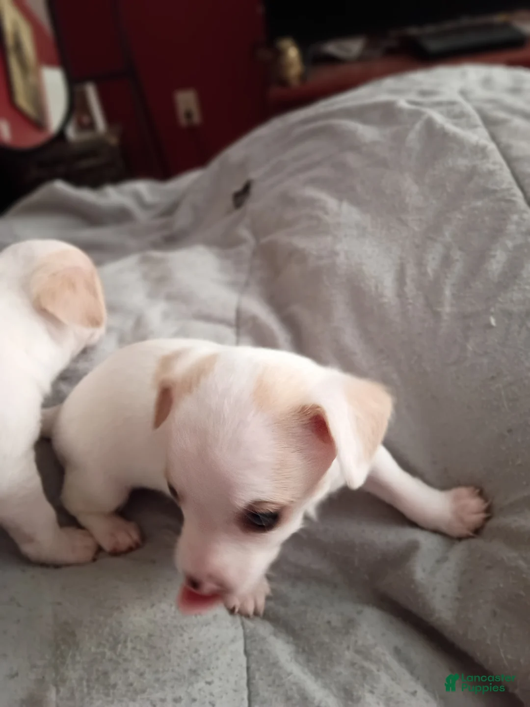 Chihuahua dogs for sale: Chihuahua Puppy 9 - Ad 2