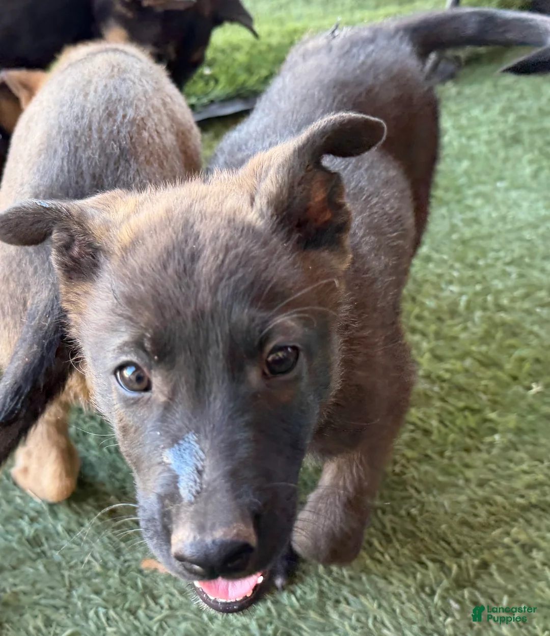 German Shepherd dogs for sale: German Shepherd Puppy 3 - Ad 1