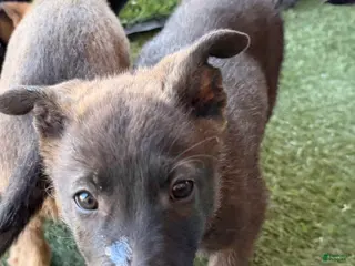 German Shepherd dogs German Shepherd Puppy 3 - Ad 16