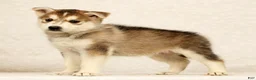 Gerberian Shepsky dogs for sale: Cindy - Ad 4