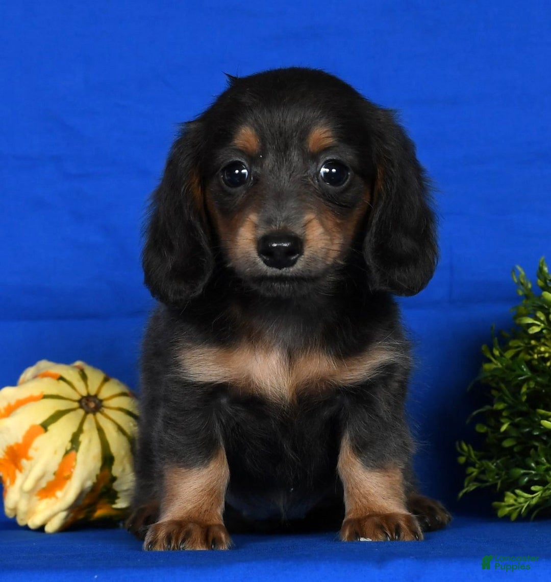 Miniature Dachshund dogs for sale: Trixy Blue/Tan Long Hair - Ad 2