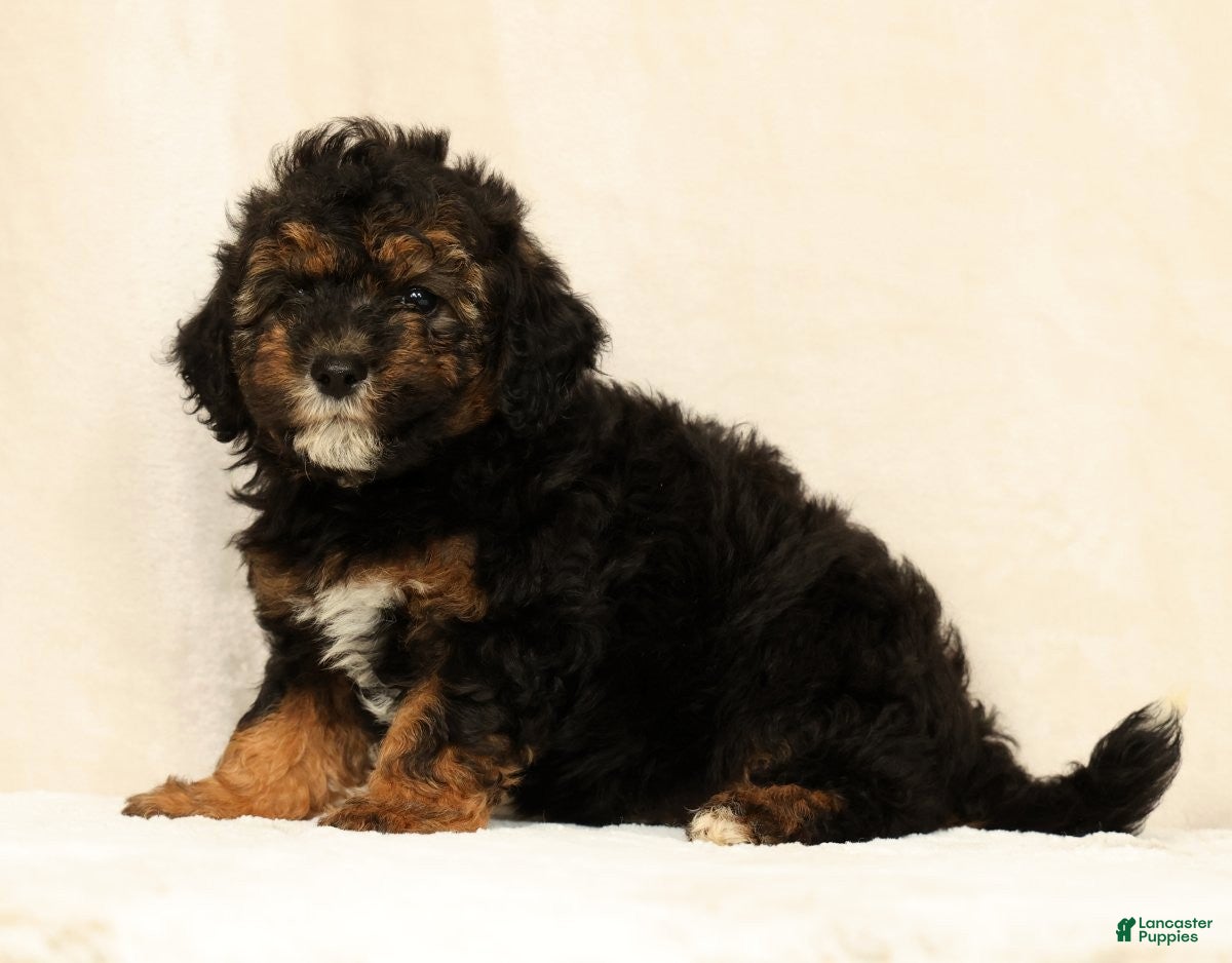 Mini Bernedoodle dogs Sheldon - Ad 2