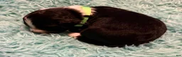 Aussiedoodle dogs for sale: Green Olive (Green) - Ad 5