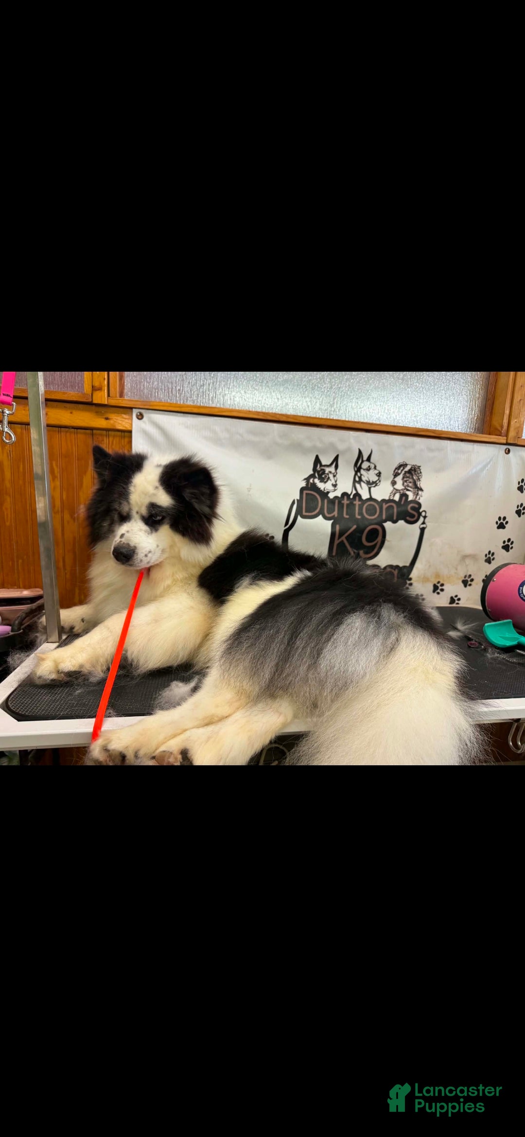 Siberian Husky dogs Oreo - Ad 11