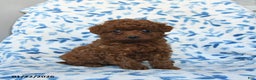 Cavapoo dogs for sale: Cinnamon - Ad 1