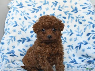 Cavapoo dogs Cinnamon - Ad 8