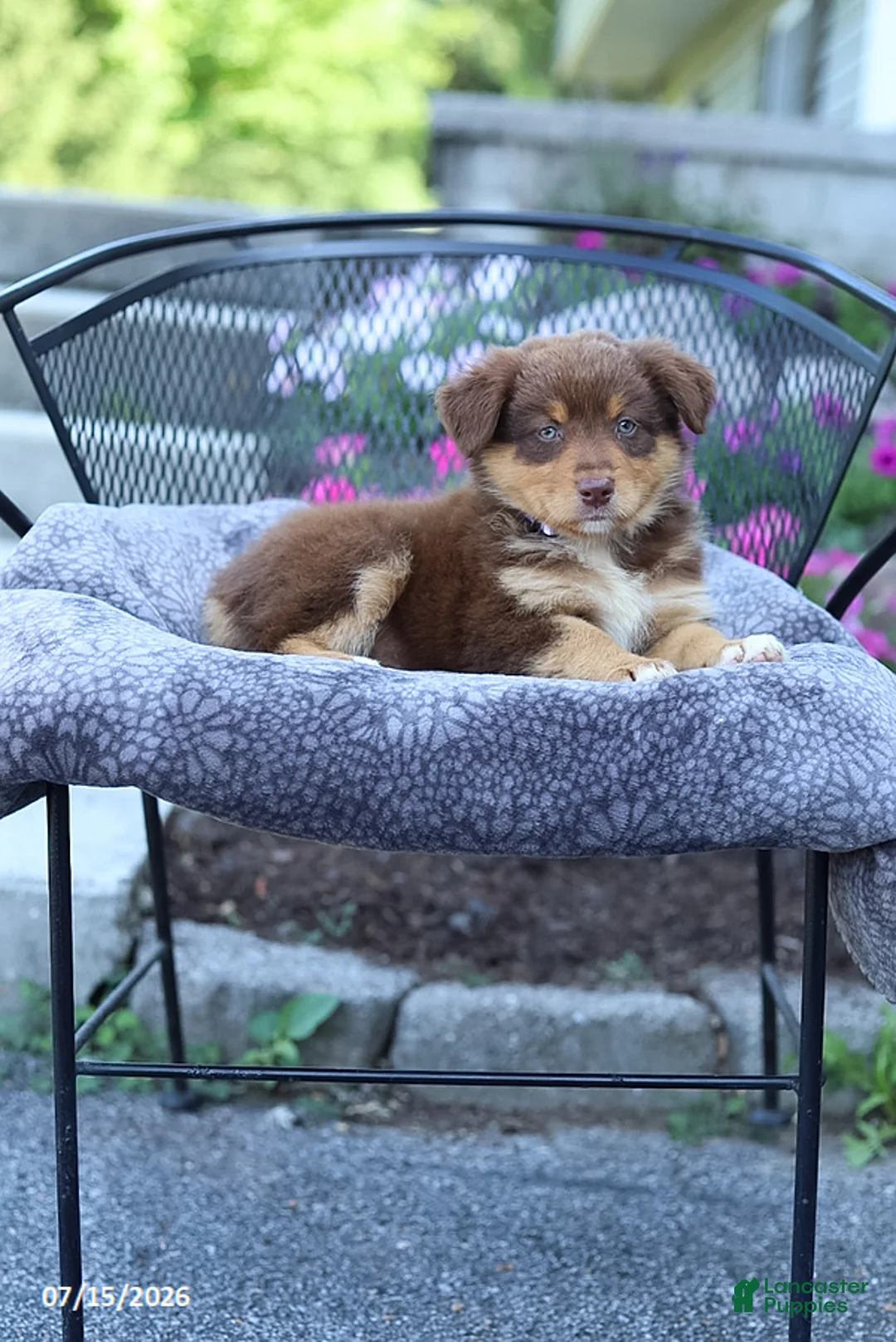 Australian Shepherd dogs for sale: Rosie - Ad 2
