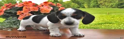 Miniature Dachshund dogs for sale: Daphne - Ad 2