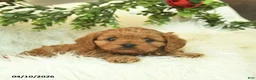 Cavapoo dogs for sale: Tessie  - Ad 4