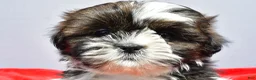 Shih Tzu dogs for sale: Milly - Ad 9