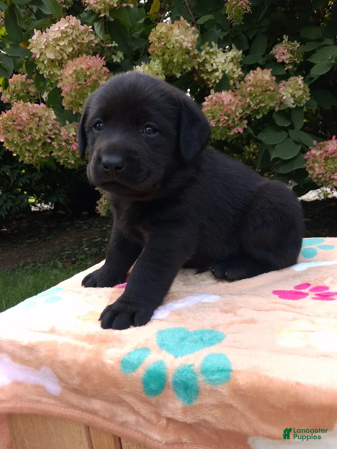 Labrador Retriever dogs for sale: Noble - Ad 1
