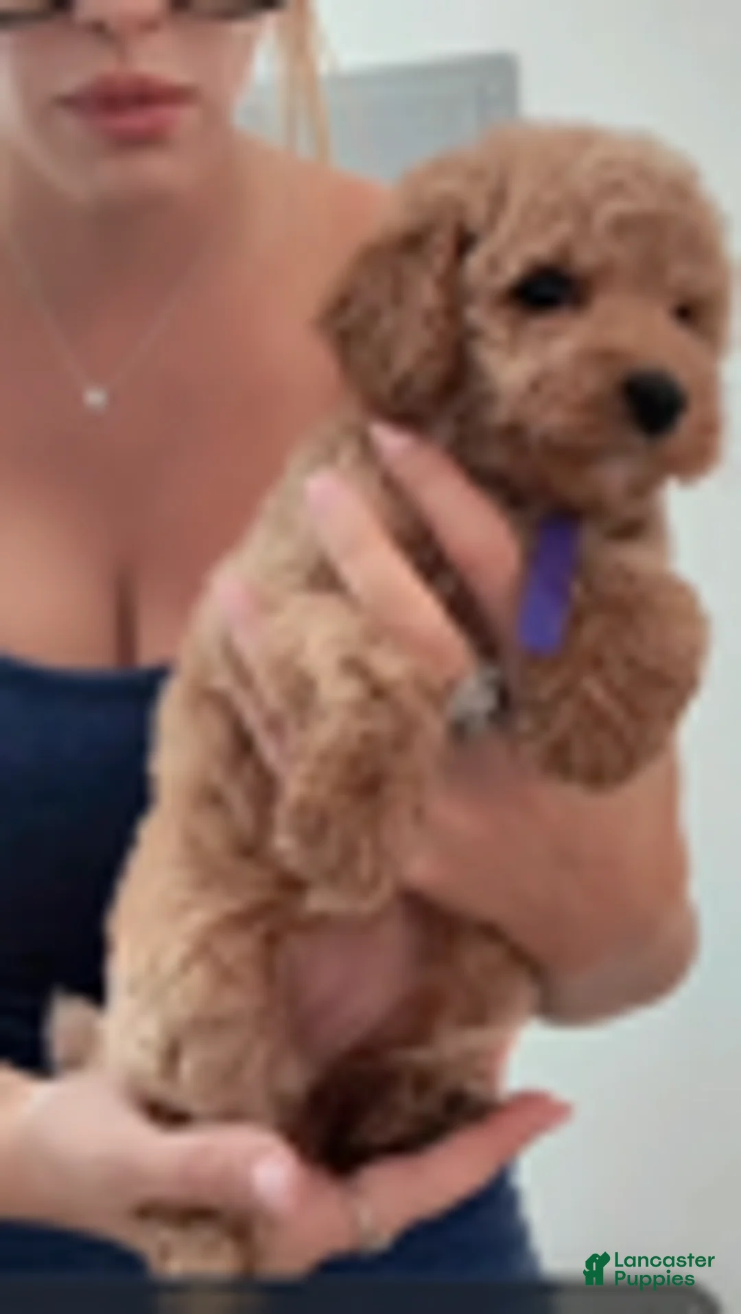Double Doodle dogs for sale: Girl #2 - Ad 4