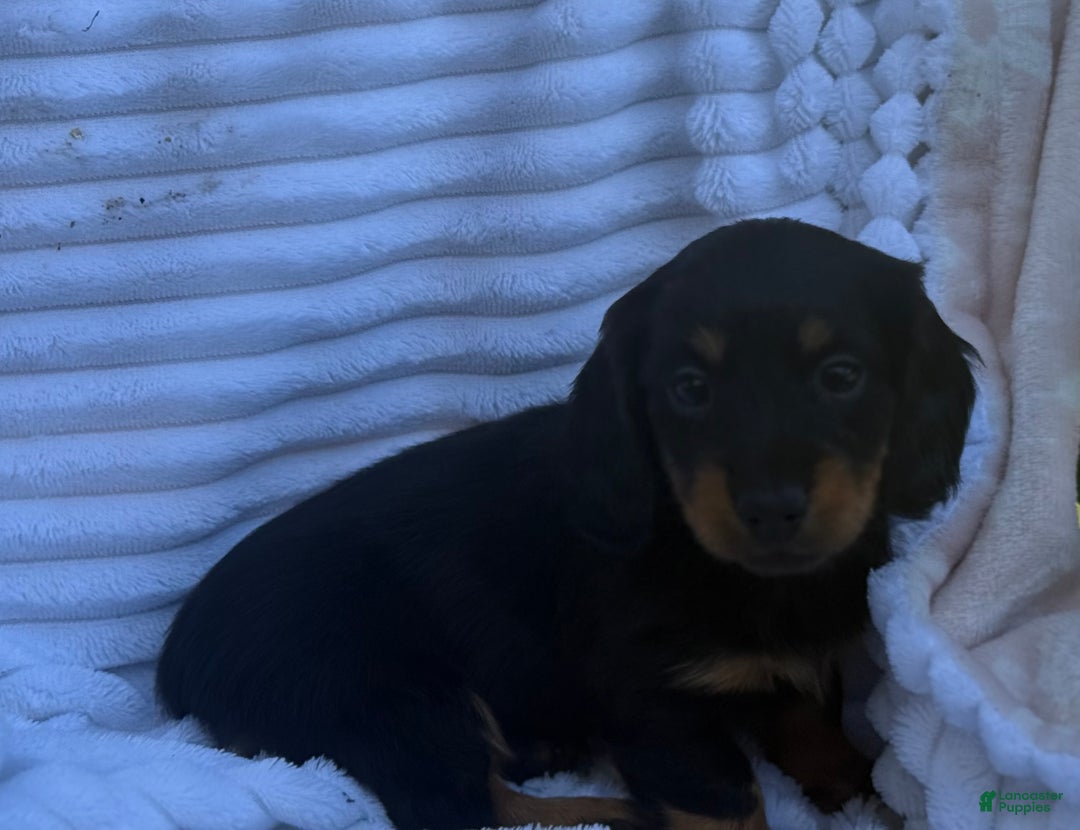 Miniature Dachshund dogs for sale: Flicka - Ad 6