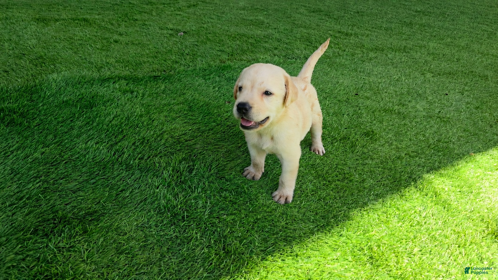 Labrador Retriever dogs Rosie - Ad 18