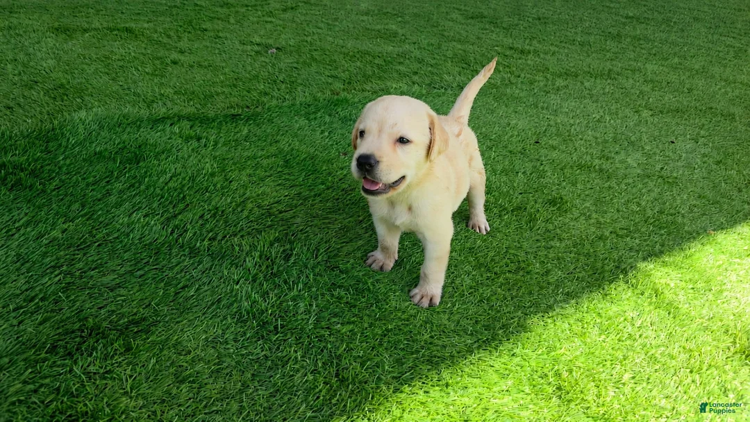 Labrador Retriever dogs for sale: Rosie - Ad 1