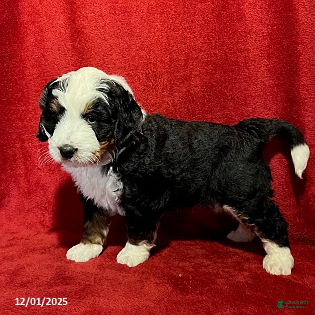 Mini Bernedoodle dogs for sale: Gunner - Ad 4