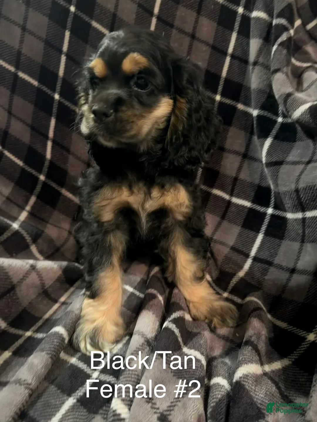 Cocker Spaniel dogs for sale: Black/Tan Female # 2 - Ad 1