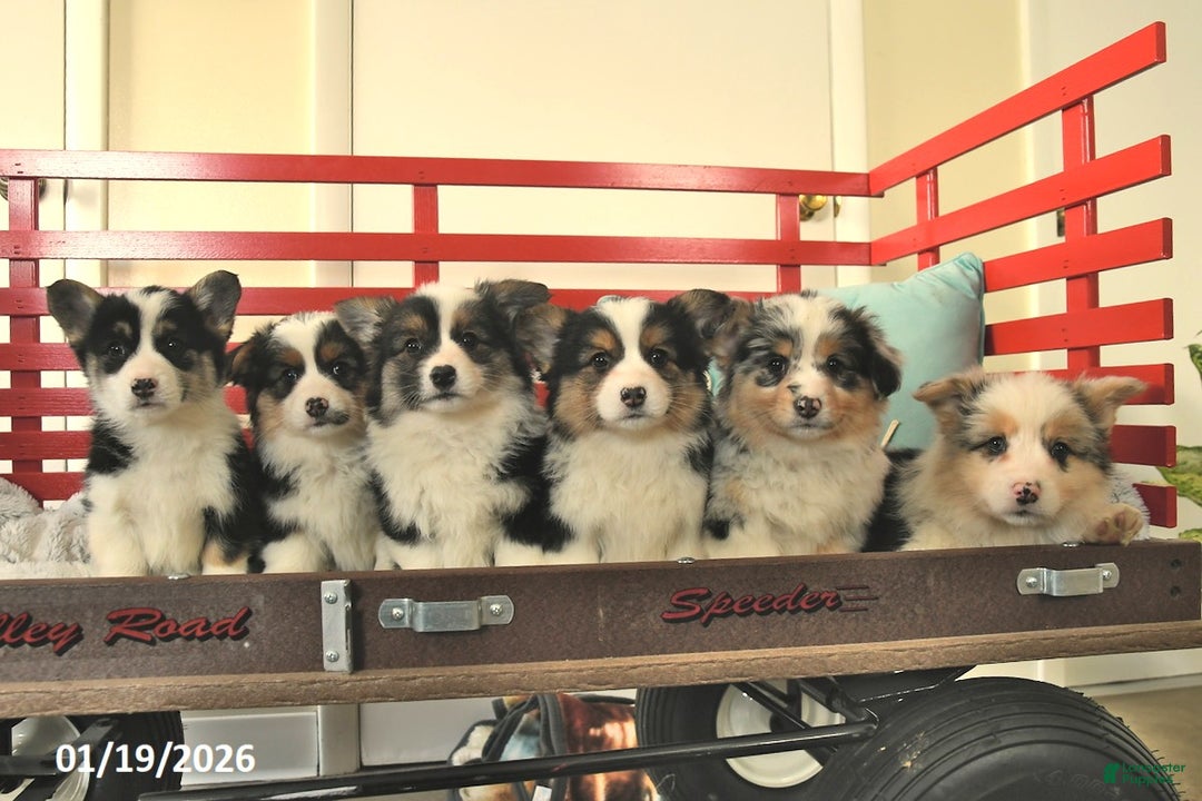 Welsh Corgi Pembroke dogs for sale: Harley  - Ad 3