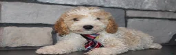 Mini Goldendoodle dogs for sale: Mini Ziggy - Ad 15