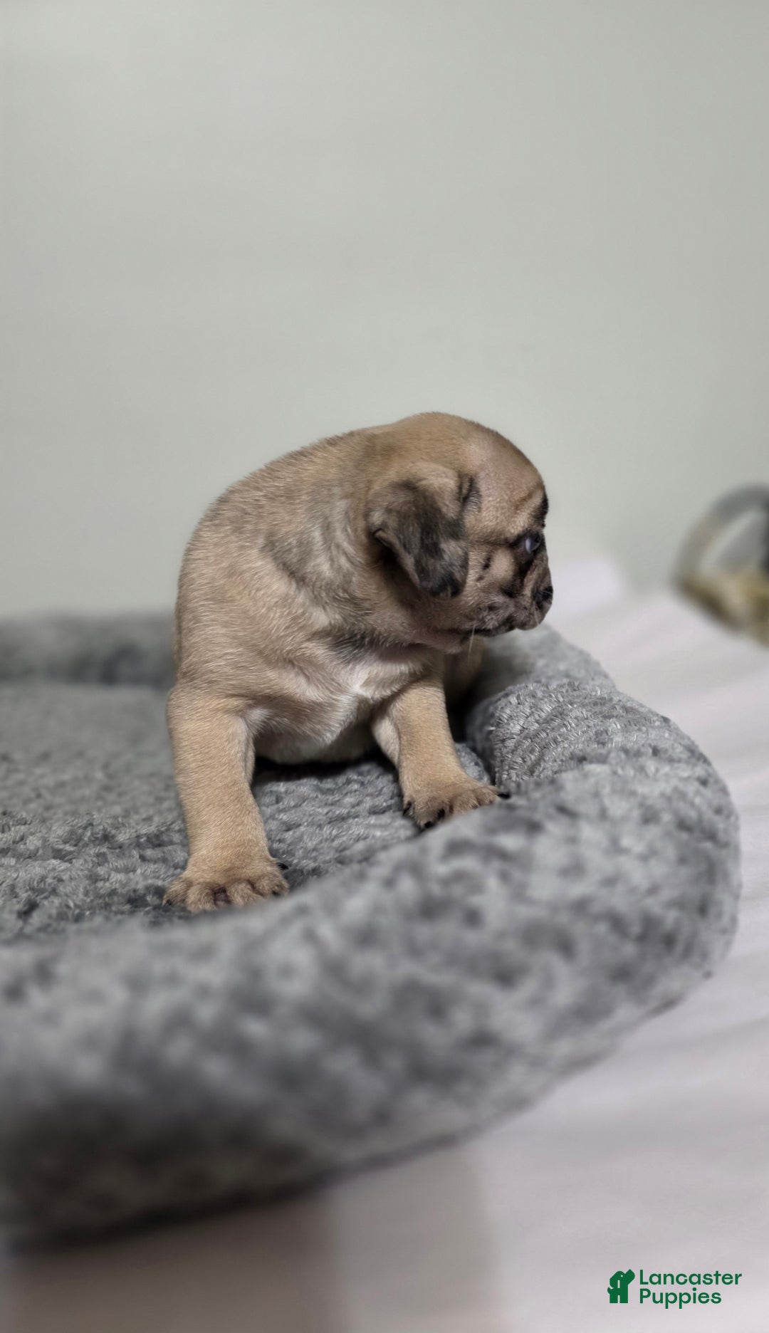 Pug dogs for sale: Pug Puppy lulu - Ad 3